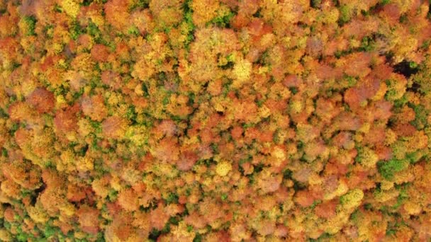 Close Shot Colorful Leaves Covering Steep Hillside Aerial View Spectacular — Stock videók