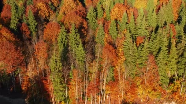 Aerial View Beautiful Fall Season Romantic Getaway Close Shot Lush — 비디오