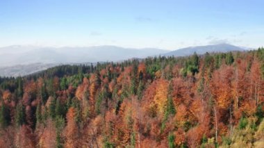 Beautiful views with gorgeous deciduous forest in colorful fall hues. Aerial footage of jaw-dropping alpine landscape with mountains towering above the valley. High quality 4k footage