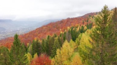 Drone footage of deciduous and fir forest glowing red and orange. Charming remote settlement with unspoiled natural wilderness. High quality 4k footage
