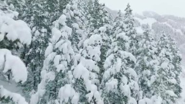 Winter forest nature with snow covered winter trees. Aspen mountains landscape on cloudy winter day. Holiday travel and tourism. Frosty tree tops with magical fresh snow, aerial 4K drone Colorado USA