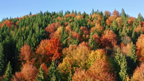 Lush Greenery Autumn Vibrant Reds Oranges Yellows Seen Aerial View — Stock Video