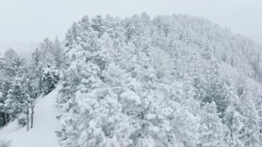 Beautiful tree tops under magical fresh snow, aerial drone Colorado USA. Winter forest nature with snow covered winter trees. Aspen mountains landscape on cloudy winter day. Holiday travel and tourism