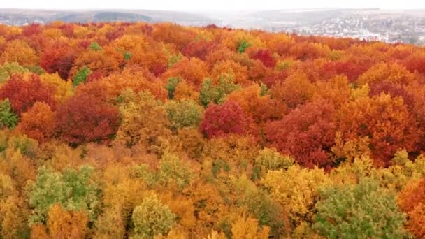 Brilliant Red Tones Autumn Seasonal Outdoors Aerial Footage High Peaks — Stock videók