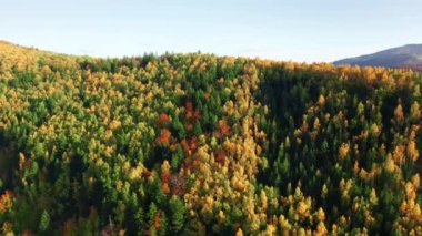 Golden fall woodland for outdoor adventures in amazing dream travel getaway. Aerial footage of scenic natural environment with colorful fall hues. High quality 4k footage