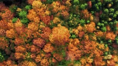 Aerial footage of crunchy leaves in warm colors, covering the landscape. Close-up view of changing seasonal vegetation forming a kaleidoscope of color. High quality 4k footage