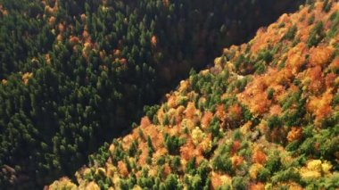 Aerial footage of lush treetops in green, yellow, red and orange hues. Deep valley, covered with deciduous and fir forest as seen from above. High quality 4k footage