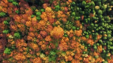 Aerial footage of tree tops in deep deciduous forest. Close up view of native species of deciduous trees with changing fall seasonal leaves. High quality 4k footage