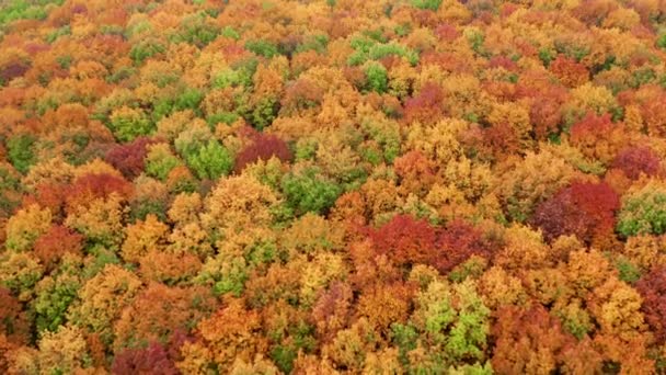Aerial View Wilderness Glowing Golden Colors Tree Tops Fall Foliage — Vídeo de Stock