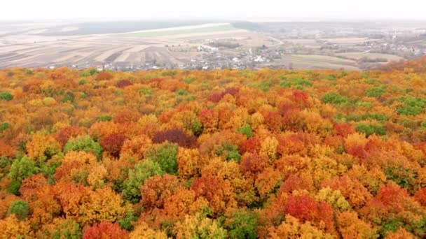 Aerial Footage Golden Leaves Changing Hues Due Season Dream Autumn — стоковое видео