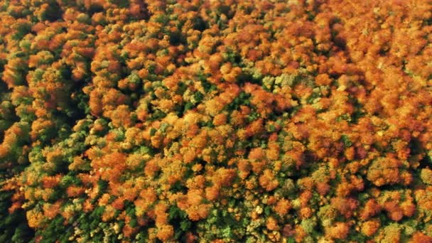 Aerial Footage Breathtaking Forestry Stretching Steep Alpine Slopes Pretty Fall — 비디오