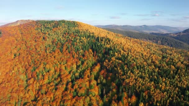 Drone Footage Deciduous Trees Bursting Color Perfect Backdrop Exploring Autumn — 비디오