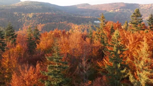 Aerial View Wilderness Provincial Park Cute Deciduous Forestry Cozy Mountain — 비디오