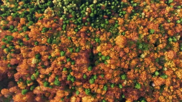 Pretty Fall Escape Romantic Woodlands Colorful Hues Aerial Footage Crunchy — Vídeo de Stock