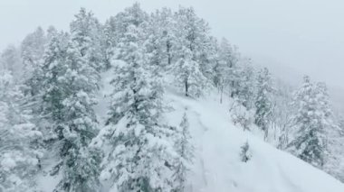 Frosty tree tops with magical fresh snow, aerial 4K drone Colorado USA. Winter forest nature with snow covered winter trees. Aspen mountains landscape on cloudy winter day. Holiday travel and tourism
