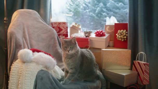 Cute Grey Cat Green Eyes Plush Armchair Looking Cozy Fireplace — Vídeo de Stock