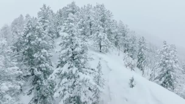 Frosty Tree Tops Magical Fresh Snow Aerial Drone Colorado Usa — Video Stock