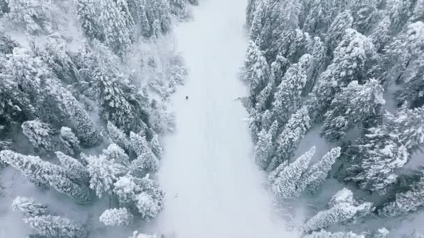 Sinema Dağ Ormanlarında Soğuk Beyaz Kış Gününde Hızlı Kayakçıyı Takip — Stok video