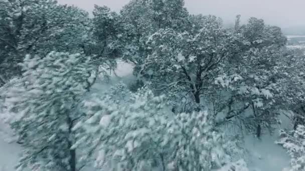 Zárja Téli Erdő Táj Felhős Napon Nyaralás Turizmus Frosty Tetején — Stock videók