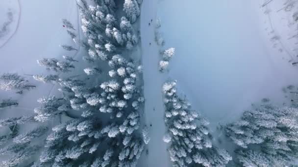 Skieurs Rapides Courageux Descendant Long Larges Pentes Enneigées Dans Forêt — Video