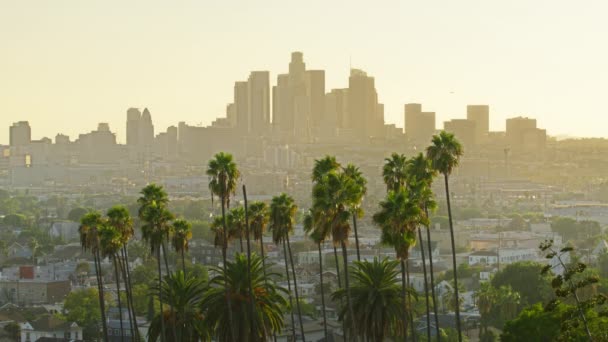 Skyscraper Buildings Distance Palms Foreground Golden Sky Usa Epic Los — Stock Video