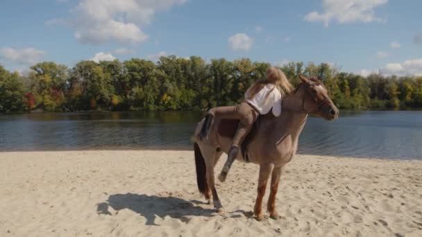 Cavaleiro Equestre Passeando Cavalo Dentro Campo Remoto Desportista Experiente Pulando — Vídeo de Stock