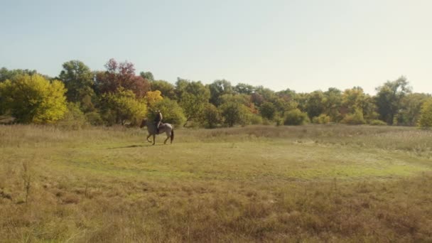 Kvalifikované Ženské Žokej Trénovat Svého Koně Při Jízdě Stezkách Lese — Stock video