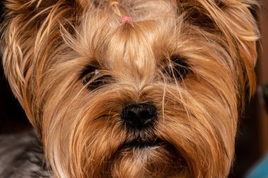 Bir Yorkshire teriyerinin köpek yüzü.