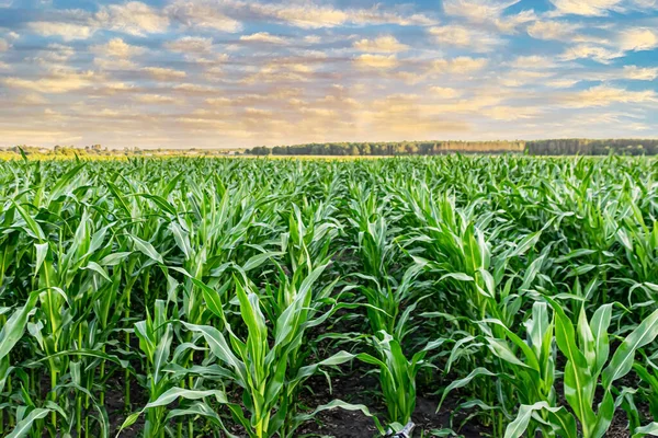 green corn growing on the field at sunset. Young Corn Plants. Corn grown in farmland, cornfield.