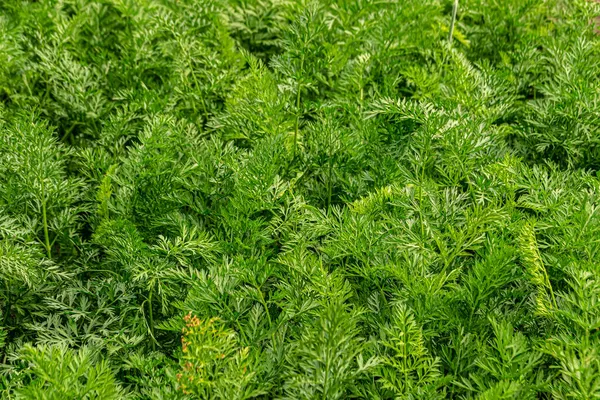 緑の背景ニンジンの葉の質感 — ストック写真