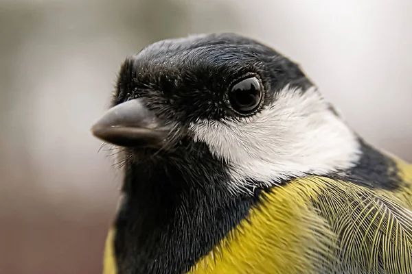 Tit Bird Head Macro — Φωτογραφία Αρχείου