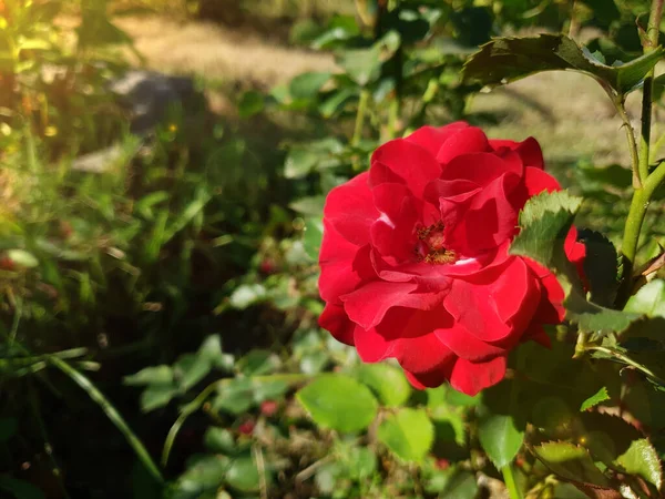 Una Rosa Roja Crece Sobre Fondo Vegetación —  Fotos de Stock