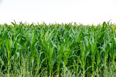 Genç Mısır Bitkileri. Mısır tarlalarında, tarlalarda yetişir..