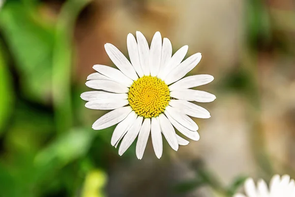 Una Flor Margarita Blanca Cerca — Foto de Stock