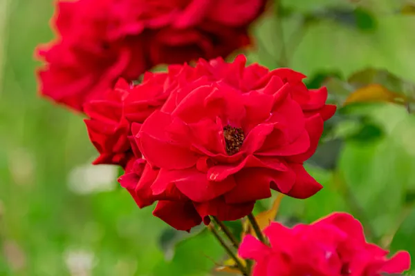 Una Rosa Roja Crece Sobre Fondo Vegetación — Foto de Stock