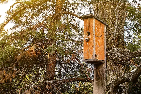 Fågelhuset Hänger Ett Träd — Stockfoto