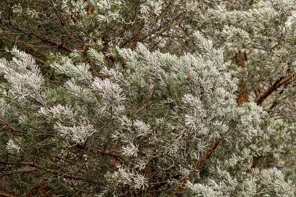 Zamrożona Gałąź Choinki Szyszkami — Zdjęcie stockowe