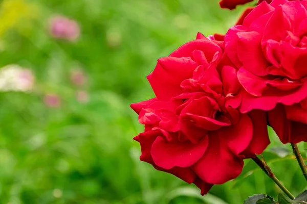 Una Rosa Roja Crece Sobre Fondo Vegetación — Foto de Stock