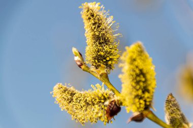 Bir çiçek üzerinde bir arı ile mavi gökyüzüne karşı çiçekleme söğüt genç şube