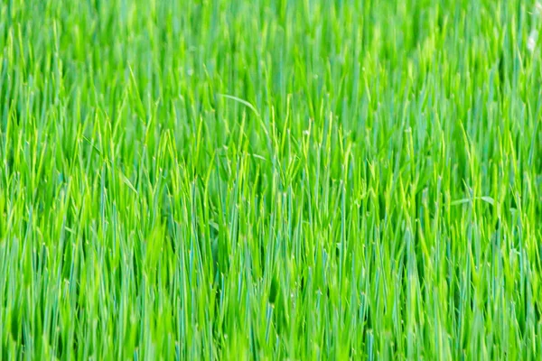 Cultivo Trigo Campo Del Grano Agronegocios Cerca — Foto de Stock