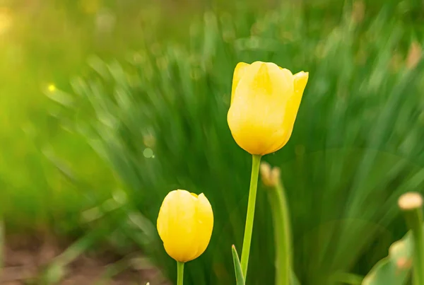 Flor Tulipán Amarillo Con Bokeh Verde —  Fotos de Stock