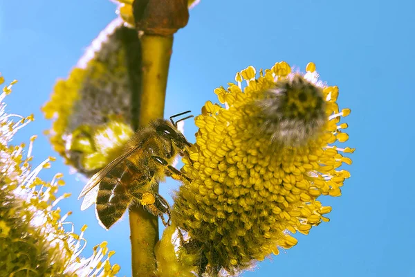 Kwiaty Wierzby Wydzielają Dużo Pyłku Nektaru — Zdjęcie stockowe