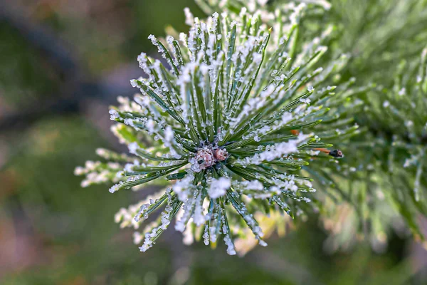 Frozen Branch Christmas Tree — Stock Photo, Image