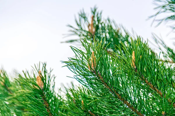 Kiefernzweig Mit Knospen Bei Sonnenuntergang — Stockfoto