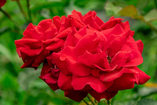 Uma Rosa Vermelha Cresce Contra Fundo Vegetação — Fotografia de Stock