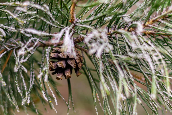 Een Bevroren Tak Van Een Kerstboom Met Kegels — Stockfoto