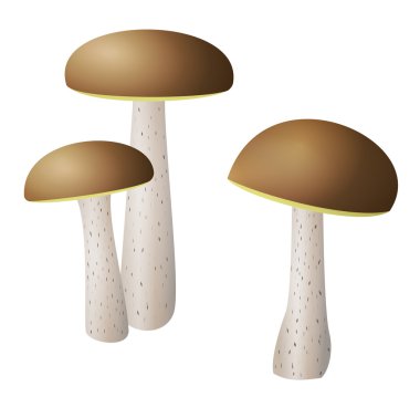 küçük kap ile beş mantar