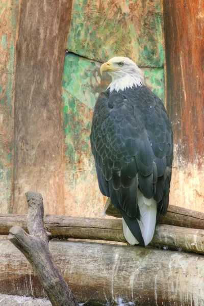 Águila calva —  Fotos de Stock