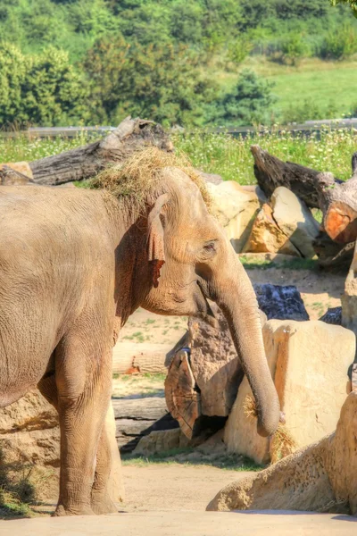 Elefante asiático con heno en la cabeza — Foto de Stock