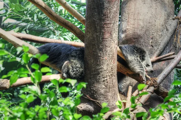 Binturong. — Fotografia de Stock